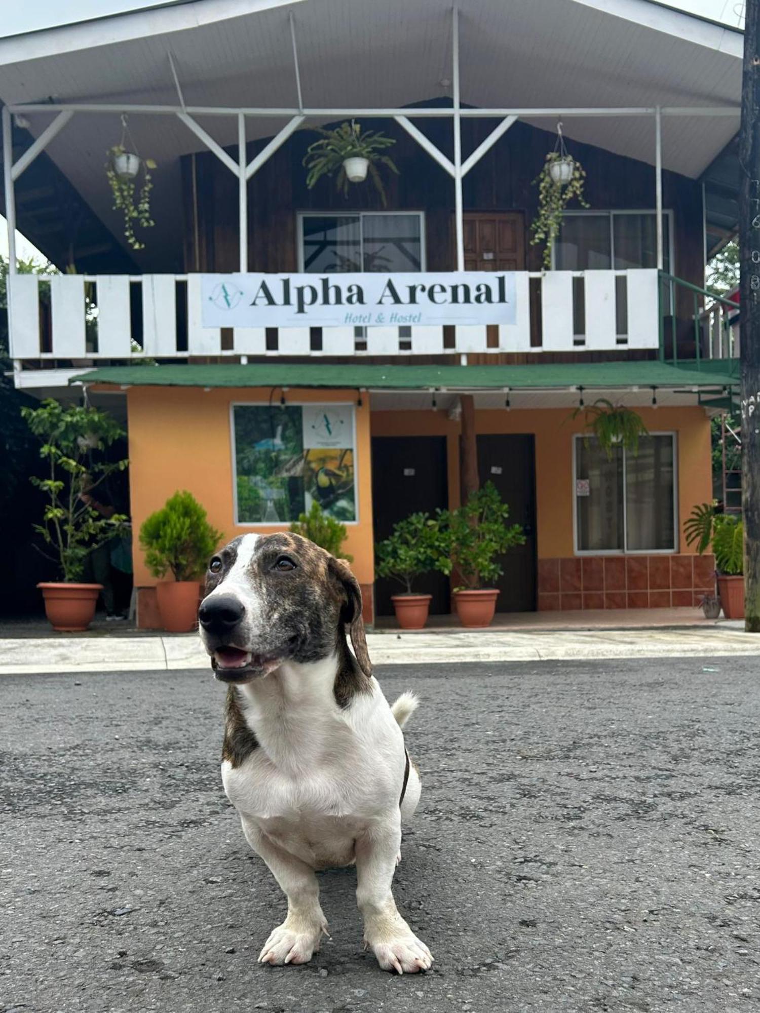 Хостел Alpha Arenal La Fortuna Екстер'єр фото